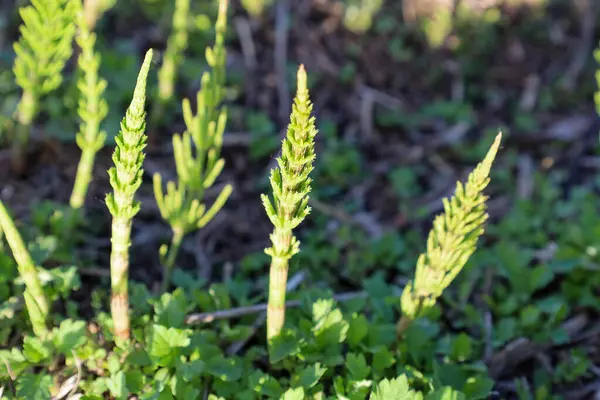 Equisetum 'un yeşil filizleri toprak ve genç yeşilliklerin arka planına karşı yükseliyor.