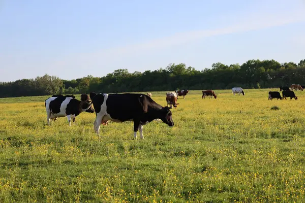 Çeşitli renklerdeki büyük bir süt ineği sürüsü mavi bir gökyüzünün altında yeşil, çiçek açan bir çayırda otlar. Ufukta ağaçlar görünüyor..