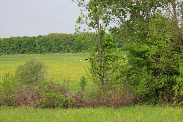 Önünde sarı çiçekler ve ağaçlar olan yeşil çayır. İnekler çayırda otluyor..
