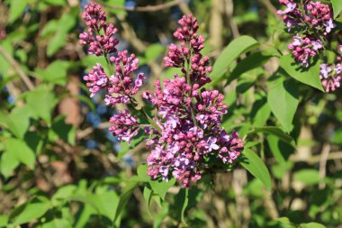Pembe-mor renkli leylağın gür kızıl yüzleri bahar güneşi altındaki yeşil yaprakların arka planına doğru çiçek açar. Her tomurcukta baharın kokusu.