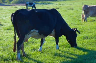 Küçük boynuzları olan siyah beyaz bir inek sabah güneşinin altında yeşil bir çayırda otluyor. Huzurlu bir kırsal alan, serbest alanda bir hayvan var..