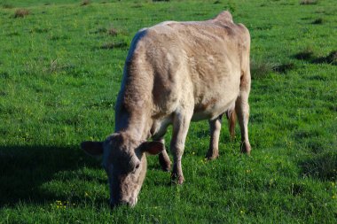 Açık kahverengi bir buzağı sıcak güneş ışığı altında açık yeşil bir çayırda huzur içinde otlar. Genç bir hayvanla huzurlu bir kırsal alan..