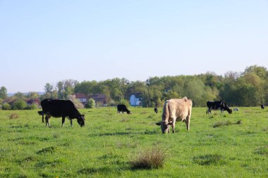 Çeşitli inekler açık mavi bir gökyüzünün altında yeşil bir çayırda özgürce otlarlar. Evlerin ve ormanların arka planında hayvanlarla dolu huzurlu bir kırsal cennet..