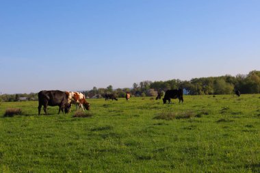 İnekler açık mavi bir gökyüzünün altında yeşil bir çayırda otlarlar. Hayvanlarla dolu huzurlu bir kır manzarası Ağaçların ve gökyüzünün önünde.