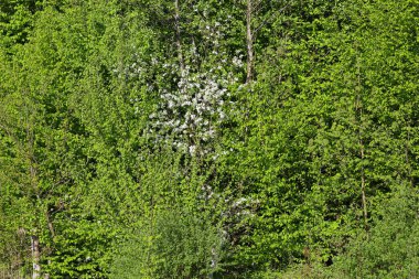 Parlak yeşil ağaç yapraklarından oluşan yoğun bir kütle çerçeveyi doldurur ve bunların arasında beyaz bir taç öne çıkar. Bereketli bahar ormanı parlak güneş ışığı altında çiçek açar..