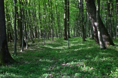 Güneş ışığı, ağaçların yoğun yapraklarının arasından şakayla geçer, bir ormanın açık yeşil çimlerinde ışık ve gölgeler yaratır. Bahar ormanı tüm güzelliğiyle.