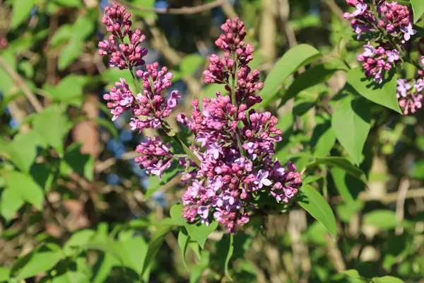 Pembe-mor renkli leylağın gür kızıl yüzleri bahar güneşi altındaki yeşil yaprakların arka planına doğru çiçek açar. Her tomurcukta baharın kokusu.