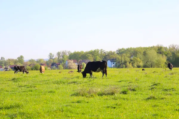 İnekler parlak güneş ışığı altında yeşil bir çayırda huzur içinde otlarlar. Hayvanların açık havada sakin bir günün tadını çıkardıkları bir kırsal alan..