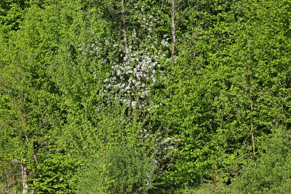 Parlak yeşil ağaç yapraklarından oluşan yoğun bir kütle çerçeveyi doldurur ve bunların arasında beyaz bir taç öne çıkar. Bereketli bahar ormanı parlak güneş ışığı altında çiçek açar..