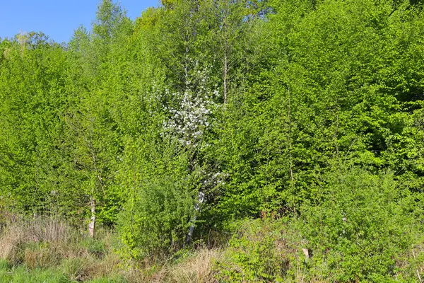 Genç yaprakların parlak yeşilliği mavi bahar gökyüzünün altındaki ağaçları kaplıyor. Çiçek açan bir ağaç yeşil denizde beyaz bir nokta olarak göze çarpar. Doğanın yeniden doğuşu.