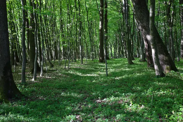 Güneş ışığı, ağaçların yoğun yapraklarının arasından şakayla geçer, bir ormanın açık yeşil çimlerinde ışık ve gölgeler yaratır. Bahar ormanı tüm güzelliğiyle.
