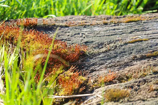 Renkli yosunlarla kaplı ve parlak yeşil çimlerle çevrili eski bir ahşap tahta. Farklı bitki dünyalarının sınırlarındaki doğal dokular ve zıtlıklar.
