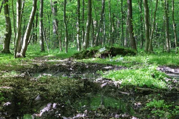 Nemli orman toprağı, ağaçların yeşil yapraklarını yansıtarak derin bir gölge ve serinlik hissi yaratır. Doğal haliyle vahşi doğa..