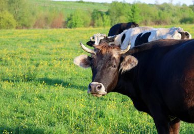 Yüzünde beyaz bir leke olan koyu kahverengi boynuzlu bir inek diğer ineklerin arasında yeşil bir çayırda duruyor. Açık bir gökyüzünün altındaki kırsal alan.