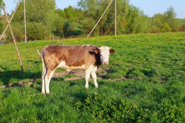 Kahverengi ve beyaz bir buzağı güneş ışığı altında yeşil bir çayırda duruyor. Kırsal bir alanda serbest gezen genç bir hayvan..