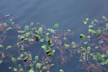 Koyu su, çeşitli su bitkilerini yeşil yapraklar ve kırmızımsı kökler ile kaplayarak yüzeyin altında doğal bir desen oluşturur..