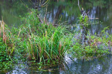 Su kıyıdaki bitki örtüsünü sular altında bıraktı, yeşil çimenler ve çalılar kısmen sudalar ve sulak bir arazi oluşturuyorlar. Kuşlar dallarda görülebilir..