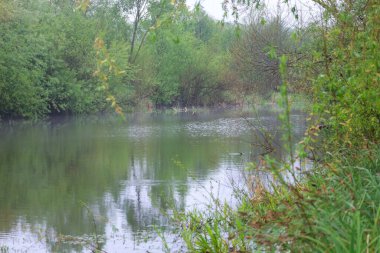 Sakin bir gölet, sakin bir günde ağaçlar ve çalılarla yeşil kıyıları yansıtır. Su pürüzsüz ve zar zor fark ediliyor..