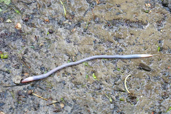 Uzun, ince ve parçalanmış bir vücudu olan bir solucan nemli toprakta yatıyor..