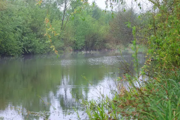 Sakin bir gölet, sakin bir günde ağaçlar ve çalılarla yeşil kıyıları yansıtır. Su pürüzsüz ve zar zor fark ediliyor..