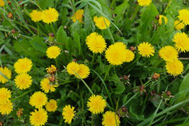 Sarı çiçekli ve yeşil yapraklı karahindibalar.