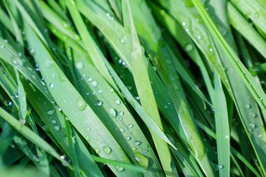 Çiy damlalı yeşil çimen, muhtemelen limon otu, buğday otu veya arpa..
