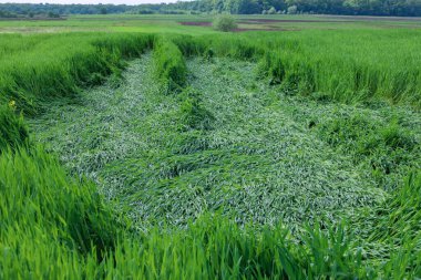 Yeşil çimenli bir tarla, muhtemelen arpa, Festulolium, ya da daimi çim..
