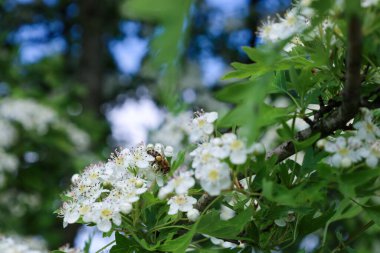 Beyaz çiçekli ve yeşil yapraklı Hawthorn.