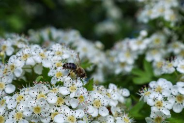 Güneşli bir günde beyaz çiçeklerden polen toplayan bir arı..
