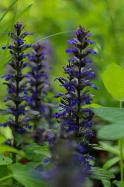 Resim, yaprakların bulanık yeşil arka planına karşı küçük mavi-mor çiçeklerin dikey infloresyonlarını gösteriyor..
