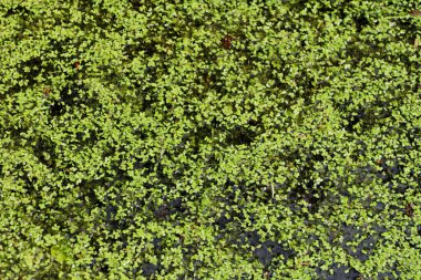 Görüntü, suyun yüzeyinde yoğun bir yeşil ördek yosunu örtüsünü gösteriyor..