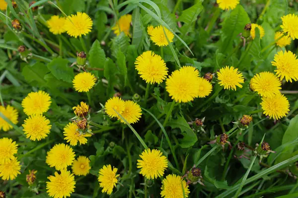 Sarı çiçekli ve yeşil yapraklı karahindibalar.