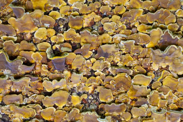 Görüntü, bir yüzeyi yoğun bir şekilde kaplayan mantar mantarlarını gösteriyor, muhtemelen bir ağaç gövdesi ya da diğer odunları. Mantarlar dalgalı kenarları ve pürüzlü dokusuyla sarı-kahverengidir..