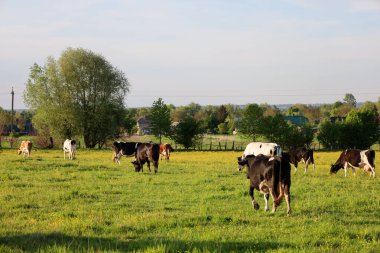 Çeşitli renklerdeki bir inek sürüsü sarı çiçeklerle yeşil bir çayırda otlar. Ağaçlar ve tepeler mavi gökyüzünün altında görülebilir..