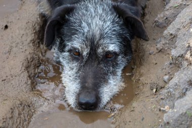 Görüntü çamurda yatan bir köpeği gösteriyor..
