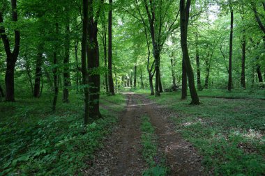 Görüntü, uzun ağaçlı yeşil bir ormanın içinden geçen toprak bir yolu gösteriyor..