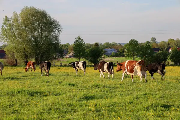 Çeşitli renklerdeki bir inek sürüsü, mavi gökyüzünün altındaki bir köye doğru ilerleyen sarı çiçekli yeşil bir çayırda otlar..