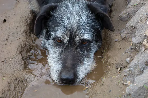 Görüntü çamurda yatan bir köpeği gösteriyor..