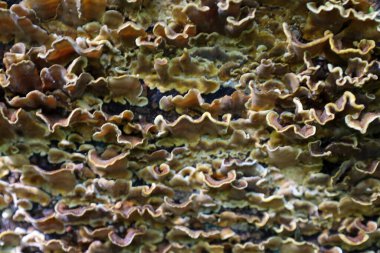 Yakın çekim bir yüzeyi yoğun bir şekilde kaplayan dalgalı ışık kenarlı kahverengi mantarları gösterir. Dokuları derimsi ve düzensiz görünüyor..