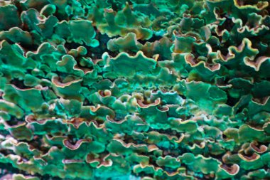 Yakından bakınca, dalgalı kahverengi kenarlı yeşil mantarların yoğun bir şekilde bir yüzey üzerinde büyüdüğünü görüyoruz. Dokuları süngerimsi ve düzensiz görünüyor..