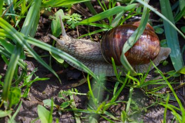 Görüntü yeşil çimlerin arasında sürünen bir salyangozu gösteriyor. Kahverengi kabuğu ve vücudu görülebilir..