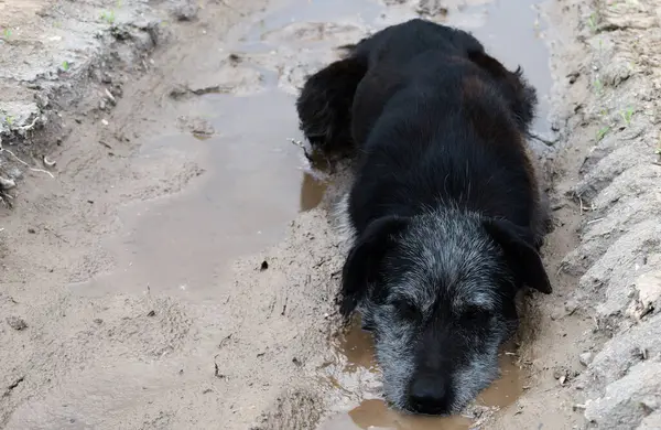 Görüntü çamurda yatan siyah bir köpeği gösteriyor. Hayvan dinleniyor, muhtemelen yürüyüşten sonra. Çevredeki toprak, ıslak bir bölgeyi işaret ediyor..