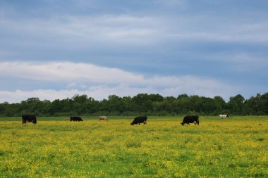 Çiçek açan sarı bir tarlada, farklı renklerde küçük bir inek grubu açık bulutlu mavi bir gökyüzünün altında otlar. Ufuk boyunca uzanan yeşil ağaçlardan oluşan bir çizgi.