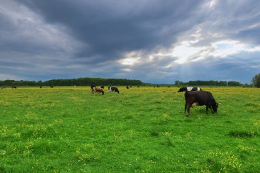 Görüntü, bulutlu bir gökyüzünün altında yeşil bir çayırda otlayan bir inek sürüsünü ve içinden güneş ışınları geçen sarı çiçekleri gösteriyor. Ufukta bir orman görünüyor..