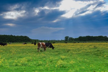 Görüntü, bulutlu bir gökyüzünün altında yeşil bir çayırda otlayan bir inek sürüsünü ve içinden güneş ışınları geçen sarı çiçekleri gösteriyor. Ufukta bir orman görünüyor..
