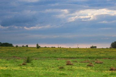Görüntü yeşil otları ve bulutlu gökyüzü olan sarı bir alan gösteriyor. Önplanda birçok sarı çiçek görünür..