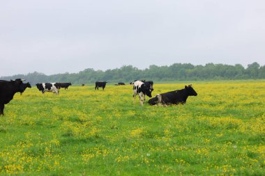 Resim, yeşil bir çayırda sarı çiçekli bir inek sürüsünü gösteriyor. Siyah, beyaz, kahverengi ve beyaz renkleri görülebilir..