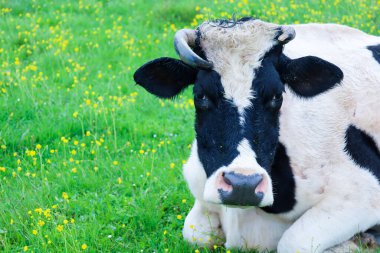 Görüntü, sarı çiçeklerle yeşil bir çayırda yatan büyük siyah beyaz bir ineği gösteriyor. Boynuzlu ve büyük kulaklı kafası görünür..