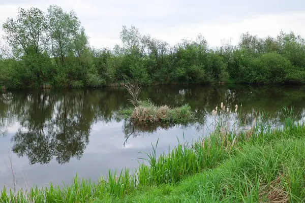 Görüntü küçük bir göl veya nehir manzarasını gösteriyor. Nehir boyunca yeşil ağaçlar ve çimenler var. Suyun ortasında bitki örtüsü olan küçük bir ada var..