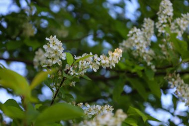 Yeşil yaprakların bulanık arka planına karşı, narin beyaz çiçekler tomurcuklanır, yoğun bir şekilde toplanır. Yumuşak ışık yaprakların zarafetini vurgular ve bahar havası yaratır..